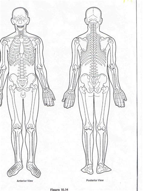 Blank anatomical diagrams human body. Blank Muscle Diagram to Label Luxury Blank Muscle Diagram to Label Sketch Coloring Page in 2020 ...