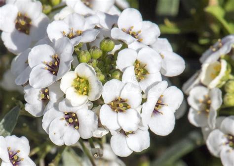 Small Cluster Of White Tiny Flowers On A Small Green Shrub Stock Image