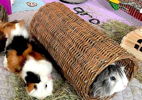 You don't need to wonder anymore, we got the answer for you in this basic guinea pig information guidebook. Best Guinea Pig Toys & Boredom Breakers 2020 Tested by Our ...