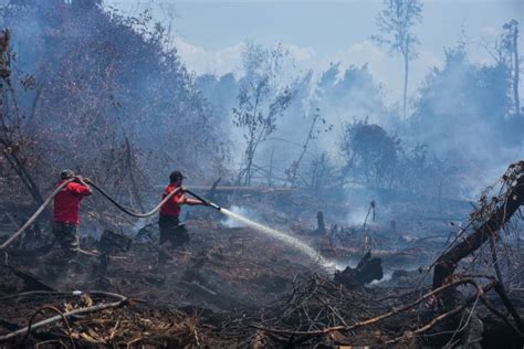 Kumpulan Potret Pilu Kebakaran Hutan Tahun 2019 Di Indonesia Tahun