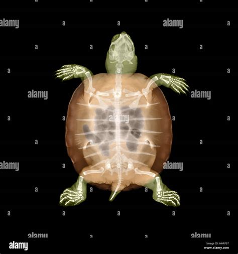 Baby Cooter Turtle X Ray Stock Photo Alamy