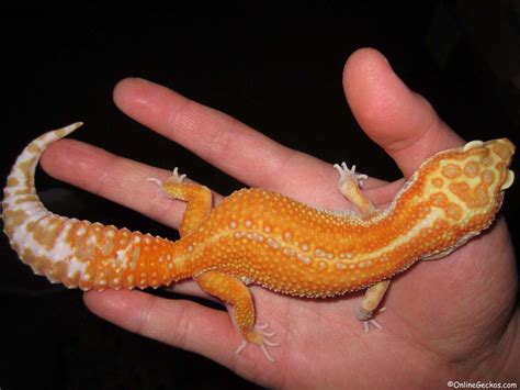 The best way to make sure your pet. My leopard gecko won't eat - feeding problems - behavior ...