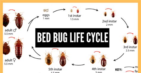 Identifying Bed Bugs 7 Common Signs Of Bed Bugs Wicked Bedbugs