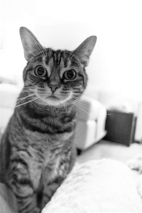 Free Images Black And White Kitten Whiskers Vertebrate Tabby Cat
