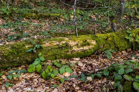 A Fallen Trunk Of Spruse Tree Covered With Moss In Deep Forest Stock
