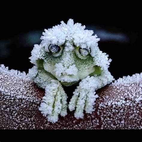 The Alaskan Tree Frog Freezes Solid In The Winter Stopping Its Heart