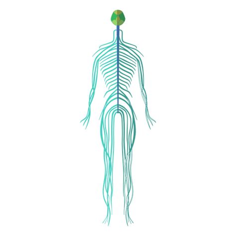 Nervous System Brain Nerves Human Body Transparent Png And Svg Vector File