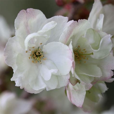 Buy Japanese Flowering Cherry Prunus Ukon