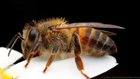 Bbc Earth Are Killer Africanized Bees Really That Dangerous