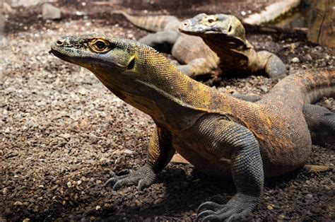 10 Fauna Endemik Indonesia Yang Tersebar Di Indonesia Wajib Dijaga