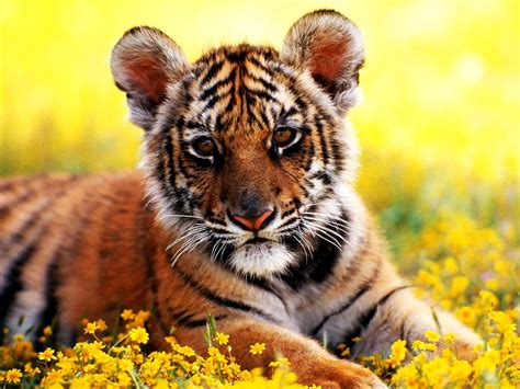 Tapeta Na Komputer Dzika Przyroda Tygrys Tygrys Bengalski Pobierz