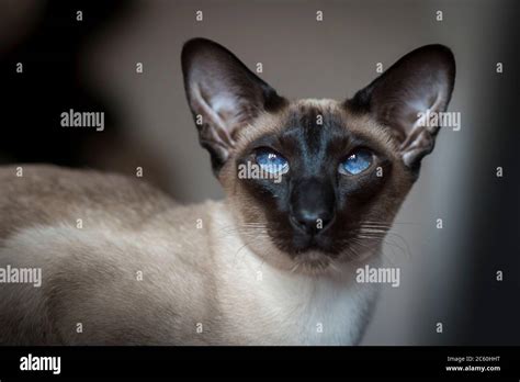Portrait Of A Beautiful Siamese Cat Stock Photo Alamy