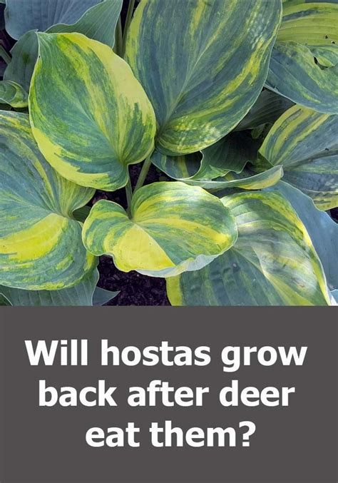 How do i stop slugs from eating my hosta plants? Will hostas grow back after deer eat them? | Hostas ...