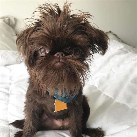 Pin On Brussels Griffon