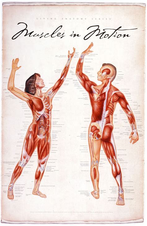 Printable Muscle Anatomy Chart Muscle Chart For Exercise Exercise