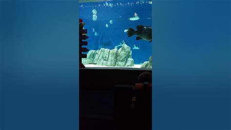 Phoenix Aquarium Rotating Floor Youtube