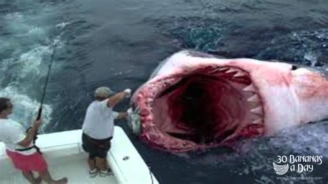 The Megalodon Shark Biggest Shark That Ever Lived Real Or Fake Youtube