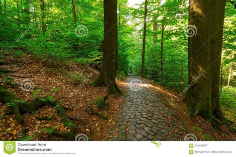 Cobble Stone Path Through Forest Stock Image Image Of