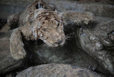 Animals Rotting In Khan Younis Zoo Gaza Due To Serious Neglect Nature