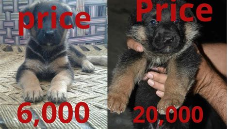 This is part of what makes the company one of the best dog food brands for german shepherds. German Shepherd dog puppy price - YouTube