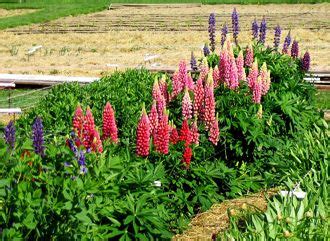 Maybe you would like to learn more about one of these? Pin on Yardscape