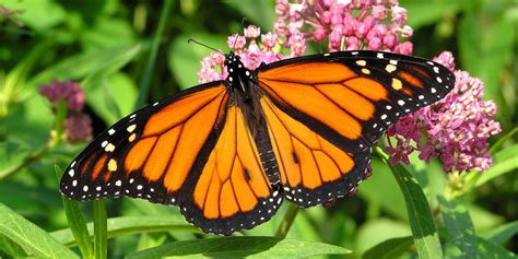good news the monarch butterfly population is growing in california