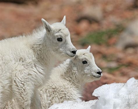 Mountain Goat Babys Photograph By Dale Erickson Pixels
