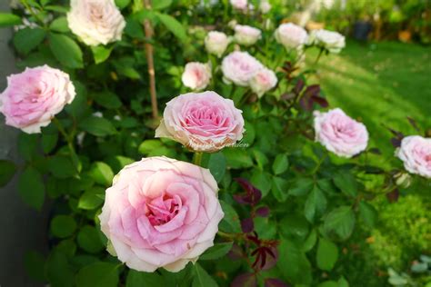 2) penyiraman pokok ros/mawar pokok bunga ros/mawar yang baru ditanam perlulah disiram mengikut jadual bagi me mastikan ia tidak kering. All About Norin's Garden: Asas penjagaan pokok bunga ros