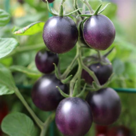 Tomato Varieties For Your Container Garden Growing Tomatoes In Pots