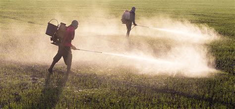 Impacts Of Pesticide Use On Women In Farming Communities