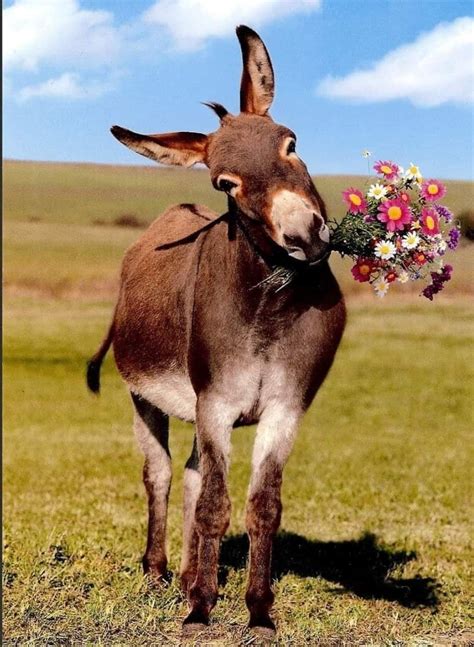 Pin By Kristy Harvey On Animals Cute Donkey Animals Beautiful