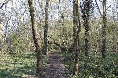 Yorks Wood - Woodland Trust