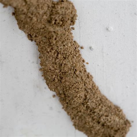 Do Termites Make Cocoons Terminix