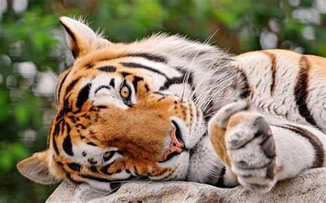 Tiger Full Hd Wallpaper And Background Image 2560x1600 Id212200