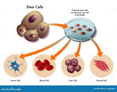 Stem Cells Stock Vector Illustration Of Stem Totipotent 44519878