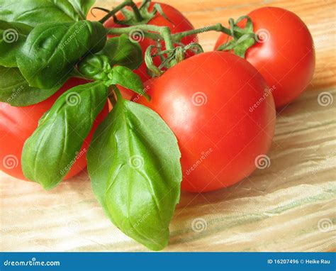 Tomatoes And Basil Stock Photo Image Of Cabbage Ocimum 16207496