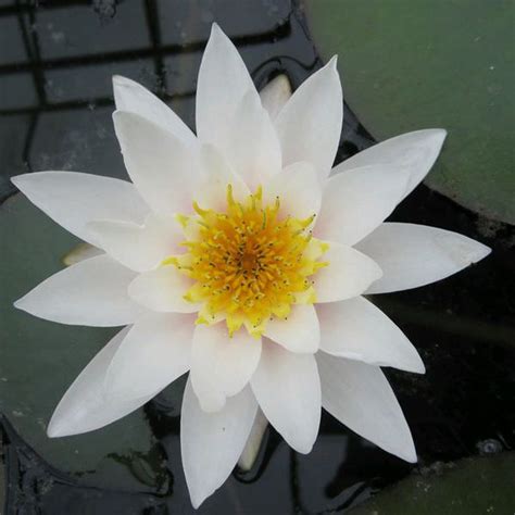 Nymphaea Gladstoniana White Water Lily Direct From Growers Fast