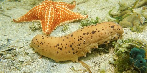 It looks kind of like a. The search for Mexico's sea cucumbers