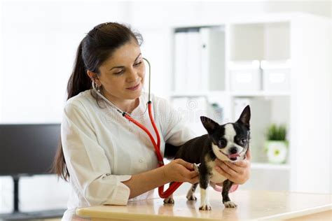 Veterinarian Doctor And Chihuahua Dog At Vet Ambulance Stock Image