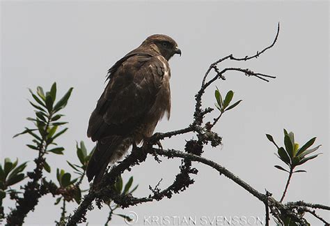 Afrikaanse Bergbuizerd Buteo Oreophilus