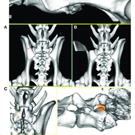Pdf Commentary Complete Cranial Iliac Osteotomy To Approach The