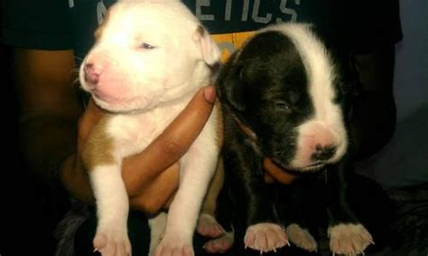 Check spelling or type a new query. pitbull mastiff mix puppies for Sale in Schuyler, New York Classified | AmericanListed.com