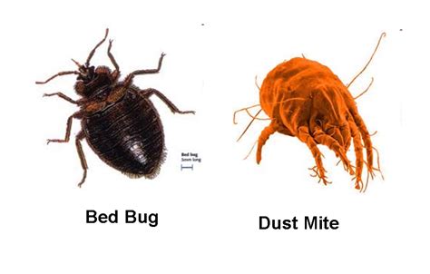 Bed Bugs Control Guides Distinguishing Bed Bugs Against Dust Mites