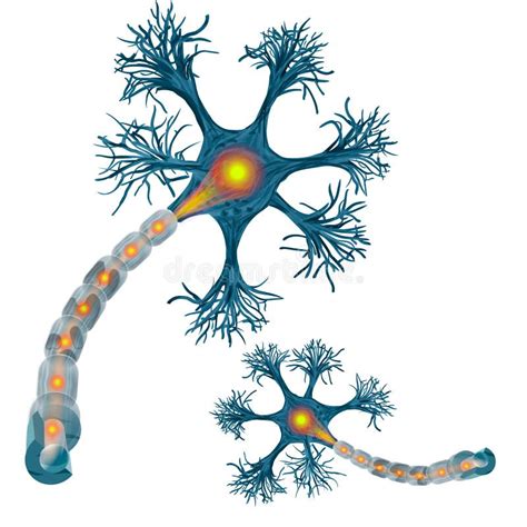 Neurona Que Es La Parte Principal Del Sistema Nervioso Ilustración Del