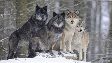 1920x1080px Free Download Hd Wallpaper Timber Wolves Canada