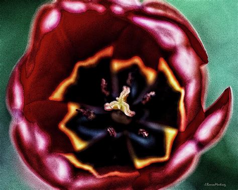 Surreal Flower Digital Art By Ramon Martinez