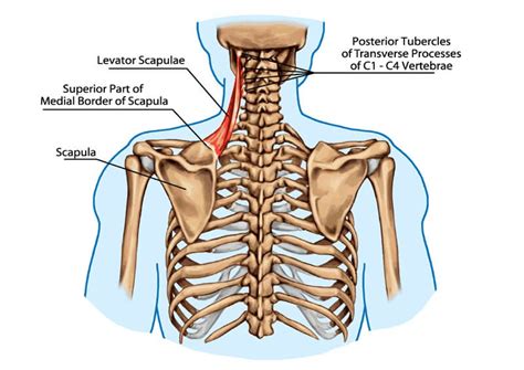 Levator Scapulae The Definitive Guide Biology Dictionary