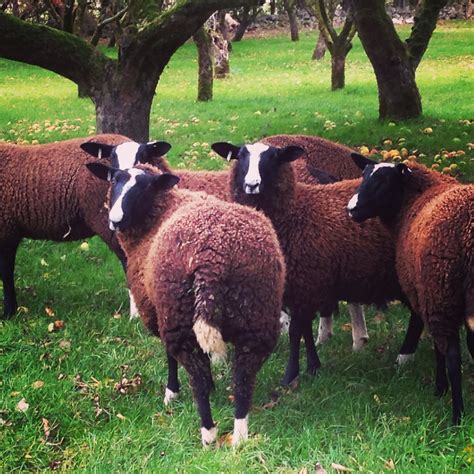 Zwartbles Sheep Co Kilkenny Carlow Kilkenny Wexford Southeast
