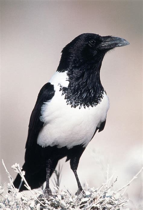 Pied Crow Photograph By Tony Camachoscience Photo Library