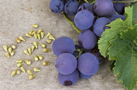 Growing Grapes From Seeds Cuttings Or Vines Food Gardening Network